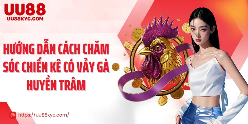 Hướng dẫn cách chăm sóc chiến kê có vảy gà huyền trâm