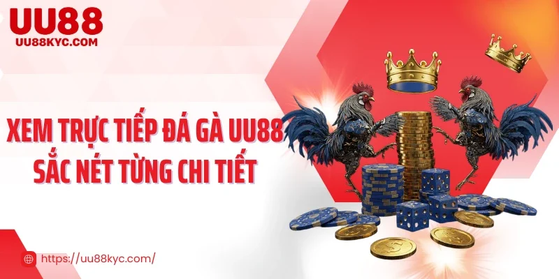 Xem trực tiếp đá gà UU88 sắc nét từng chi tiết